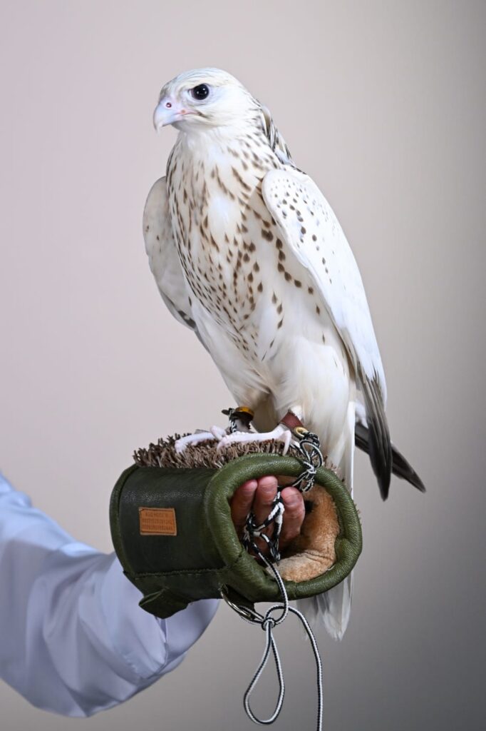 Ultra-white falcon fetches AED1.5 million at ADIHEX 2026 Auction