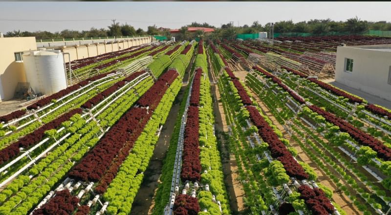 UAE accelerates drive to take national products to global markets