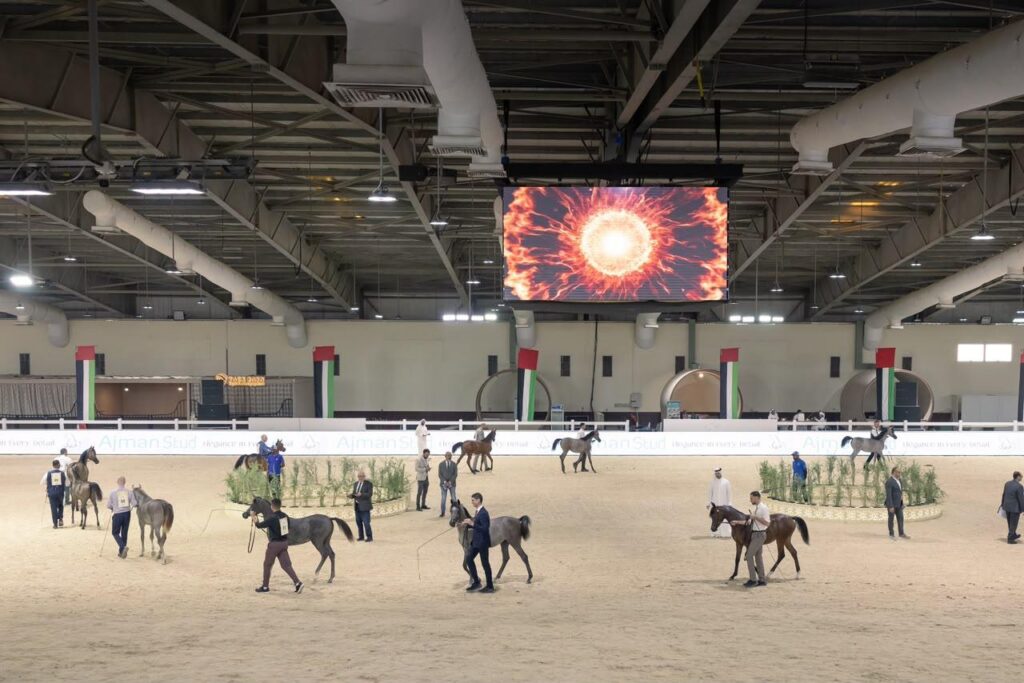 UAE National Arabian Horse Championship opens with 500 horses competing